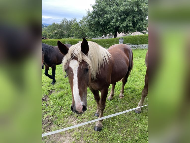 Sangre fría del sur de Alemania Semental 2 años 165 cm Alazán-tostado in Hohenwarth