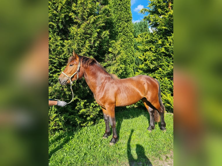 Sangre fría del sur de Alemania Semental 3 años 162 cm Castaño in Wolfertschwenden