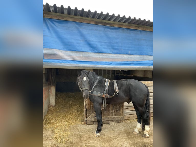 Sangre fría del sur de Alemania Semental 4 años 165 cm Negro in Bad Rappenau