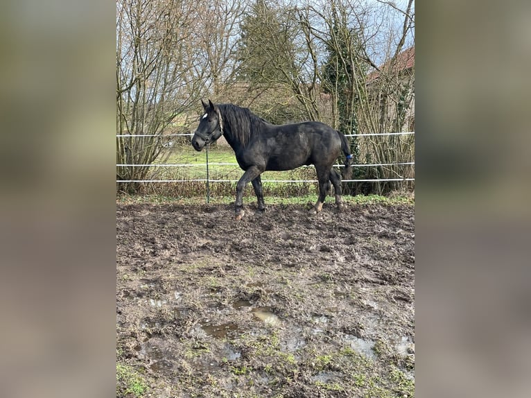 Sangre fría del sur de Alemania Semental 4 años 165 cm Negro in Bad Rappenau