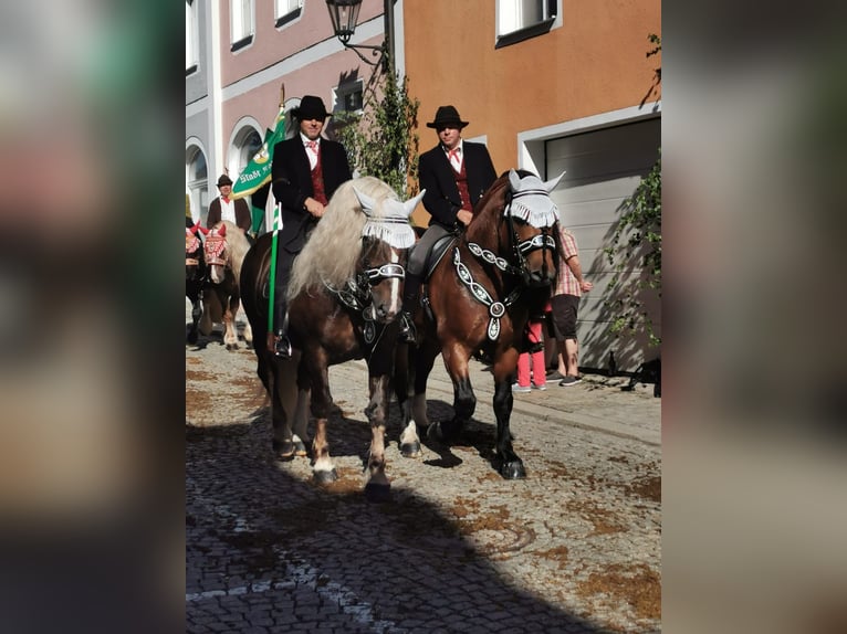 Sangre fría del sur de Alemania Semental 4 años 168 cm Castaño in Hohenwarth