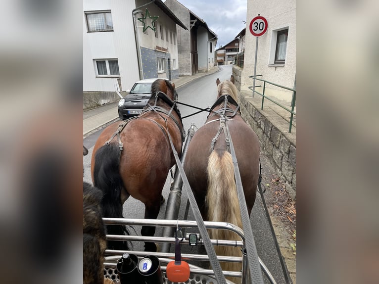 Sangre fría del sur de Alemania Semental 4 años 168 cm Castaño in Hohenwarth