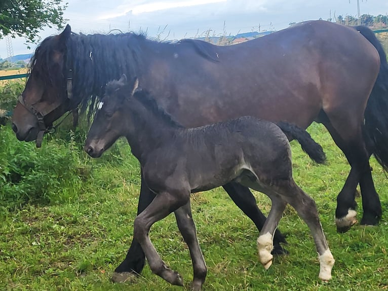 Sangre fría del sur de Alemania Semental Potro (05/2024) 168 cm Negro in Ampfing