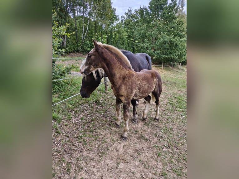 Sangre fría del sur de Alemania Semental Potro (05/2026) Alazán-tostado in Hohenwarth