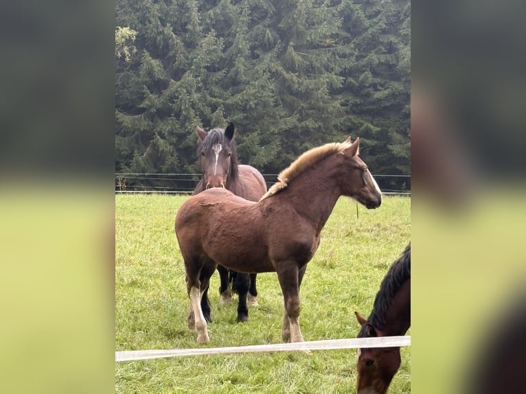 Sangre fría del sur de Alemania Semental Potro (05/2026) Alazán-tostado in Hohenwarth