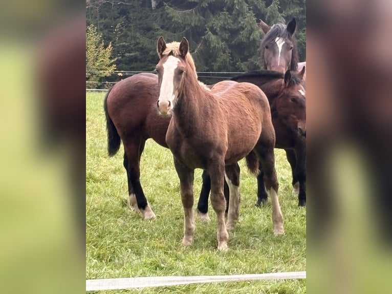 Sangre fría del sur de Alemania Semental Potro (05/2026) Alazán-tostado in Hohenwarth