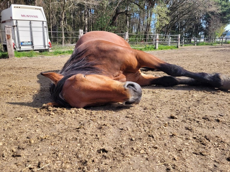 Sangre fría del sur de Alemania Yegua 13 años 162 cm Castaño in Haigerloch