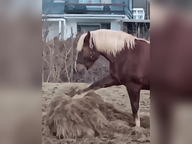 Sangre fría del sur de Alemania Yegua 15 años 165 cm Alazán-tostado in Kreuztal