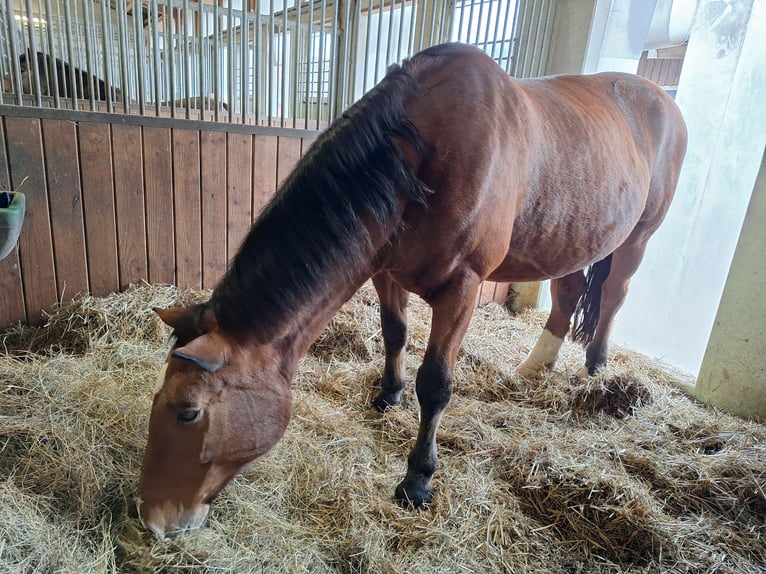 Sangre fría del sur de Alemania Yegua 18 años 165 cm Castaño in Reutlingen