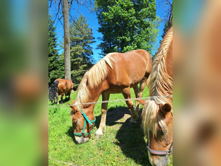 Sangre fría del sur de Alemania Yegua 1 año Alazán in Elterlein