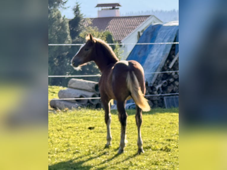 Sangre fría del sur de Alemania Yegua 1 año Alazán in Waakirchen