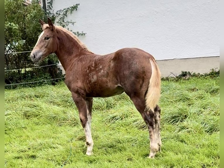 Sangre fría del sur de Alemania Yegua 1 año Alazán in Waakirchen