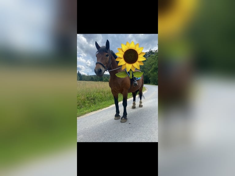 Sangre fría del sur de Alemania Yegua 24 años 170 cm Castaño in Lohberg