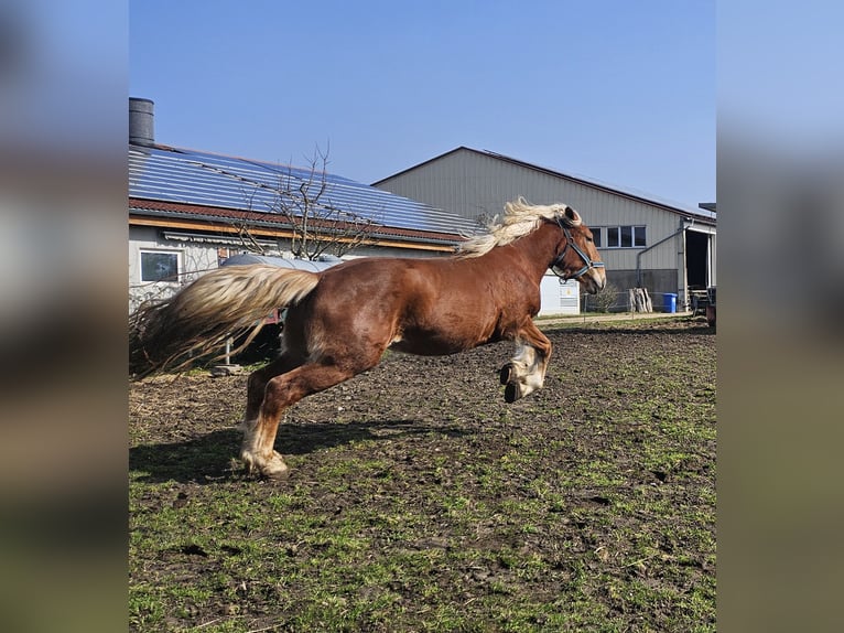 Sangre fría del sur de Alemania Yegua 3 años 148 cm Alazán in Buttenwiesen