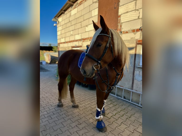 Sangre fría del sur de Alemania Yegua 4 años 165 cm Alazán in Köthen