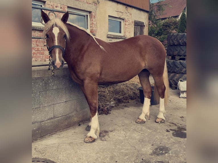 Sangre fría del sur de Alemania Yegua 5 años 169 cm Alazán in Täferrot