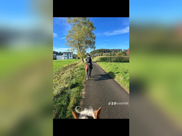 Sangre fría del sur de Alemania Yegua 8 años 160 cm Castaño in Burladingen