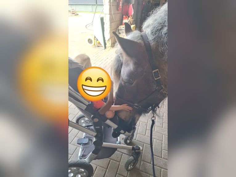 Sangre fría holandés Caballo castrado 6 años 177 cm Ruano alazán in Lienden