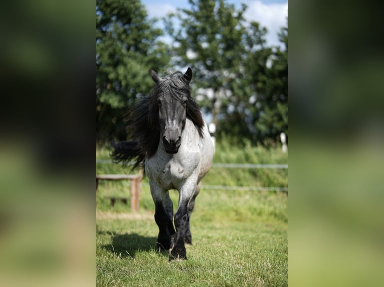 Sangre fría holandés Caballo castrado 9 años 175 cm Porcelana in Weener