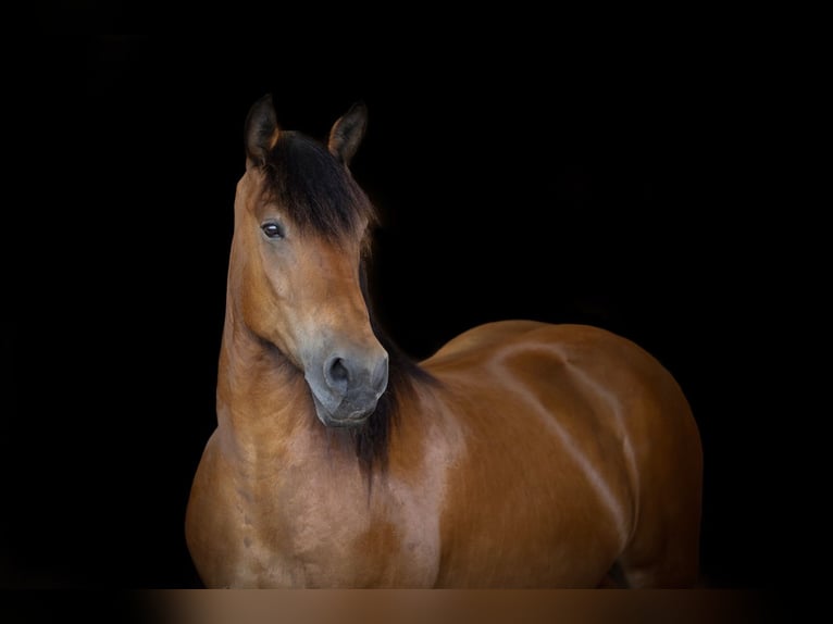 Sangre fría holandés Mestizo Yegua 11 años 161 cm Castaño in Übach-Palenberg