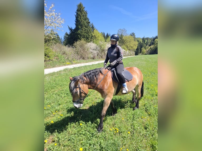 Sangre fría holandés Mestizo Yegua 6 años 155 cm  in ParsbergParaberg