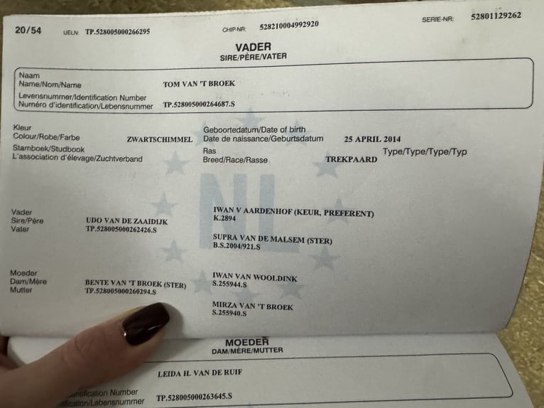 Sangre fría holandés Yegua 6 años 165 cm Tordillo negro in Grevenbroich