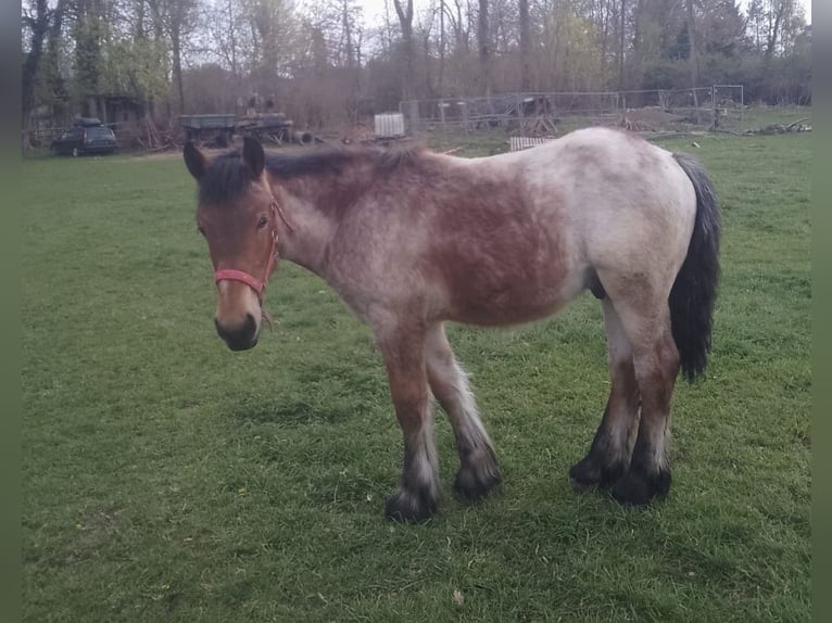 Sangre fría holandés Yegua 8 años 165 cm Musgo marrón in Wolfenbüttel-Groß stöckheim