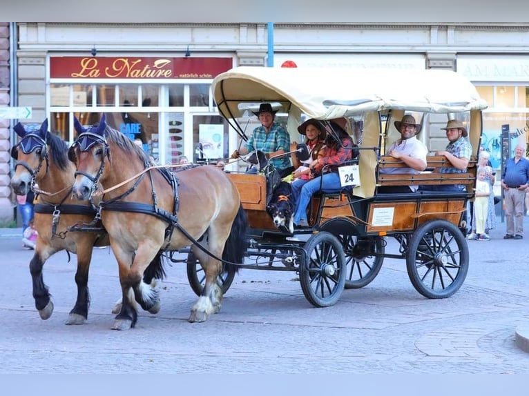 Sangre fría polaco Caballo castrado 11 años 155 cm Castaño in Oberneisen