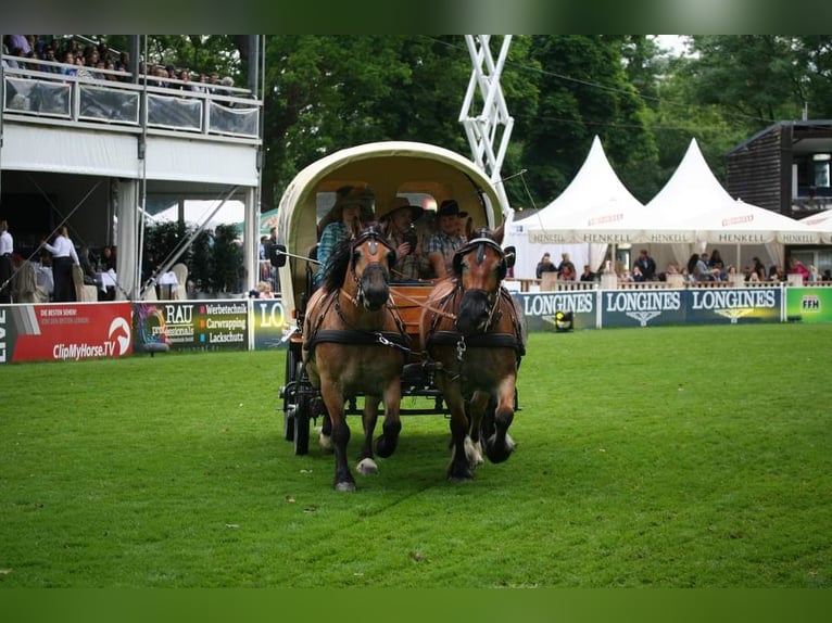 Sangre fría polaco Caballo castrado 11 años 155 cm Castaño in Oberneisen