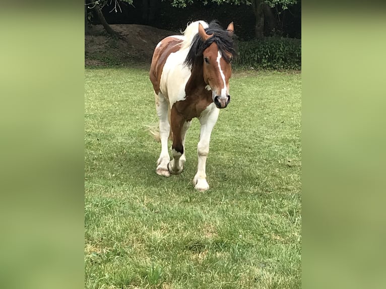 Sangre fría polaco Caballo castrado 11 años 160 cm Pío in Obernzenn