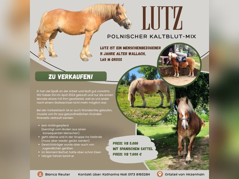 Sangre fría polaco Mestizo Caballo castrado 11 años Alazán in B&#xFC;dingen