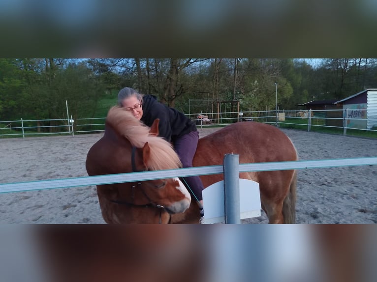 Sangre fría polaco Mestizo Caballo castrado 11 años Alazán in B&#xFC;dingen