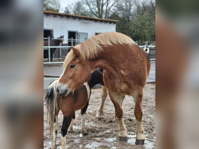 Sangre fría polaco Mestizo Caballo castrado 11 años Alazán in B&#xFC;dingen