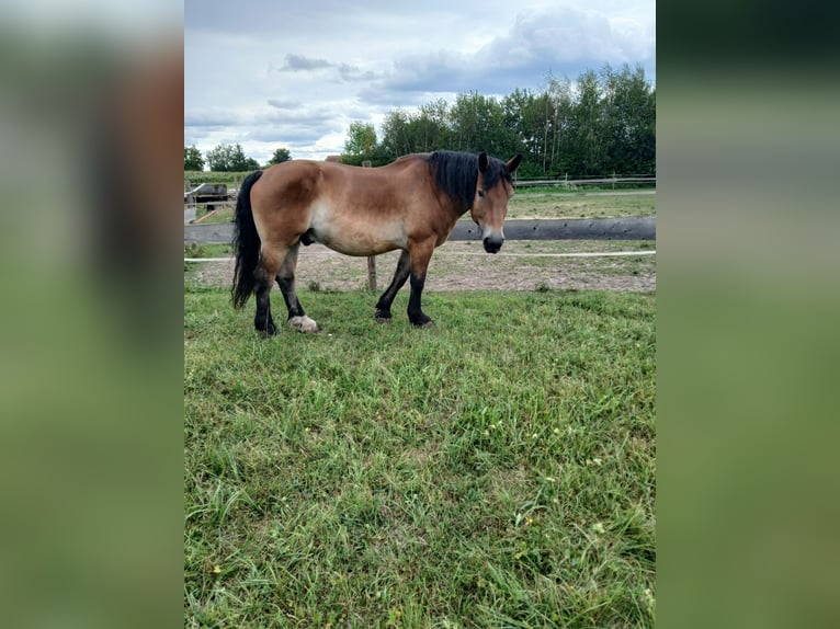 Sangre fría polaco Caballo castrado 12 años 158 cm Castaño in Pilsting