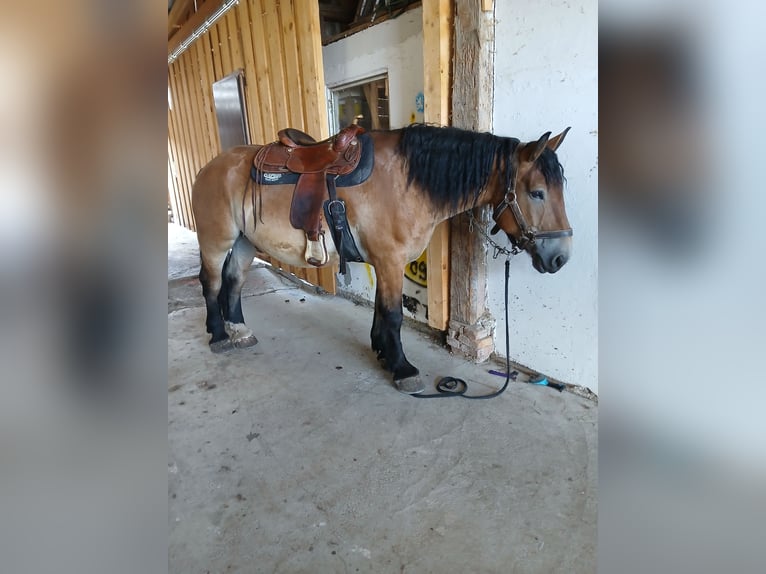 Sangre fría polaco Caballo castrado 12 años 158 cm Castaño in Pilsting