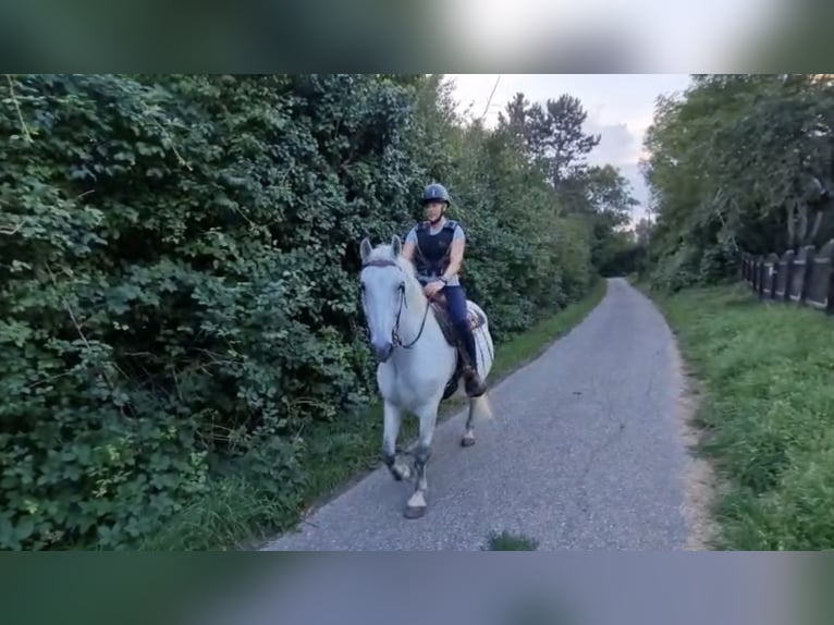 Sangre fría polaco Caballo castrado 13 años 155 cm Tordo in Neckarwestheim