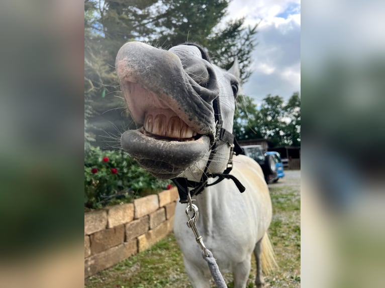 Sangre fría polaco Caballo castrado 13 años 155 cm Tordo in Neckarwestheim