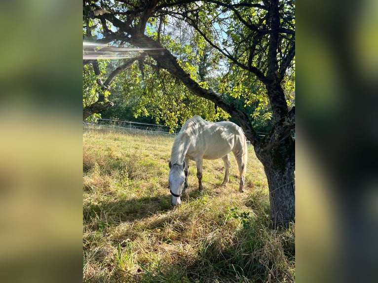 Sangre fría polaco Caballo castrado 13 años 155 cm Tordo in Neckarwestheim