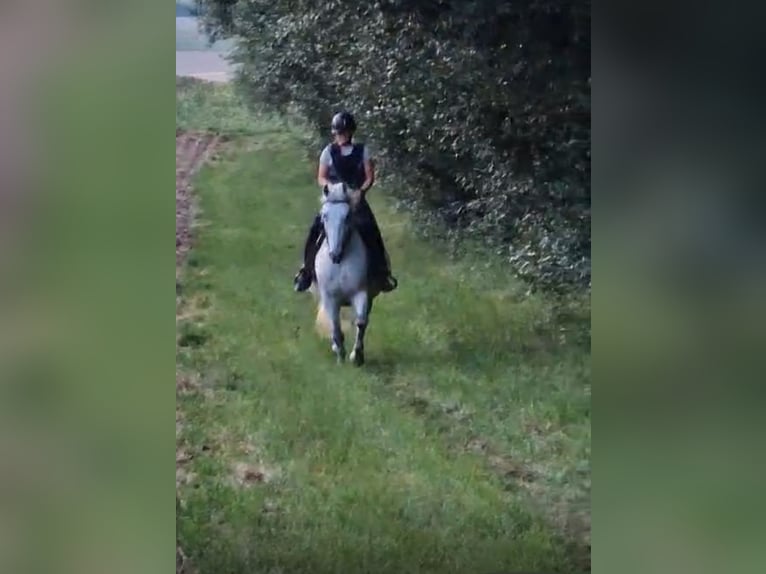 Sangre fría polaco Caballo castrado 13 años 155 cm Tordo in Neckarwestheim