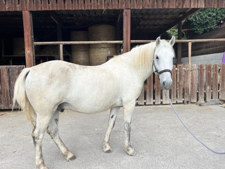 Sangre fría polaco Caballo castrado 13 años 155 cm Tordo in Neckarwestheim