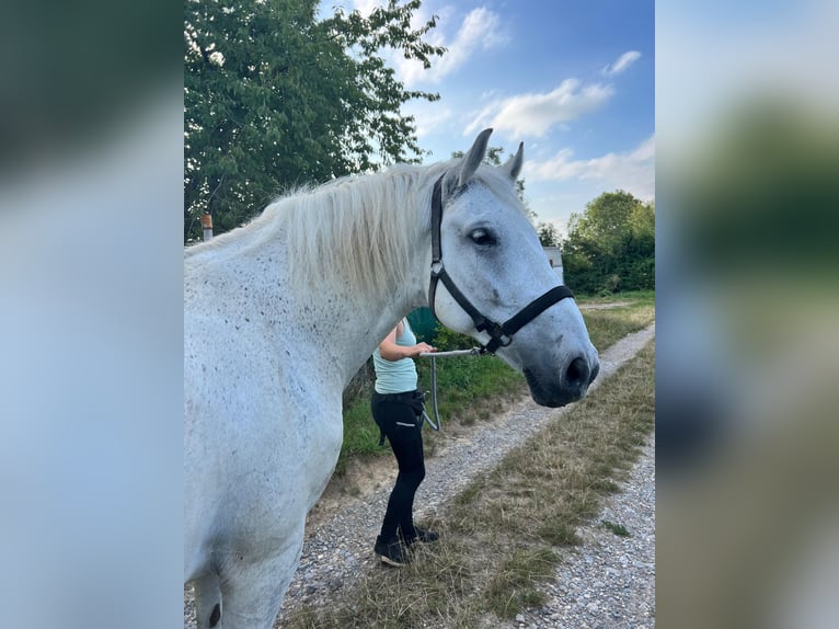 Sangre fría polaco Caballo castrado 13 años 155 cm Tordo in Neckarwestheim