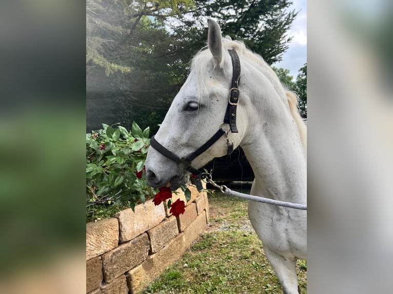 Sangre fría polaco Caballo castrado 13 años 155 cm Tordo in Neckarwestheim