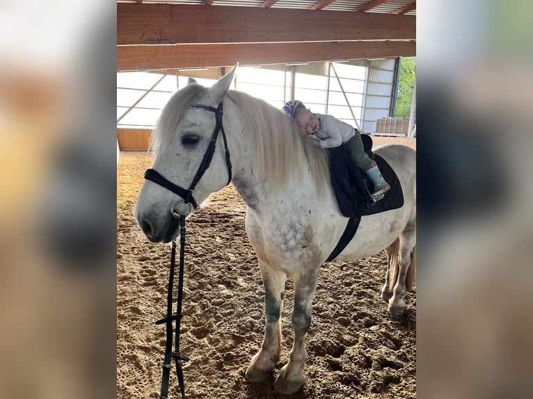 Sangre fría polaco Caballo castrado 13 años 160 cm Tordo rodado in Ebersburg