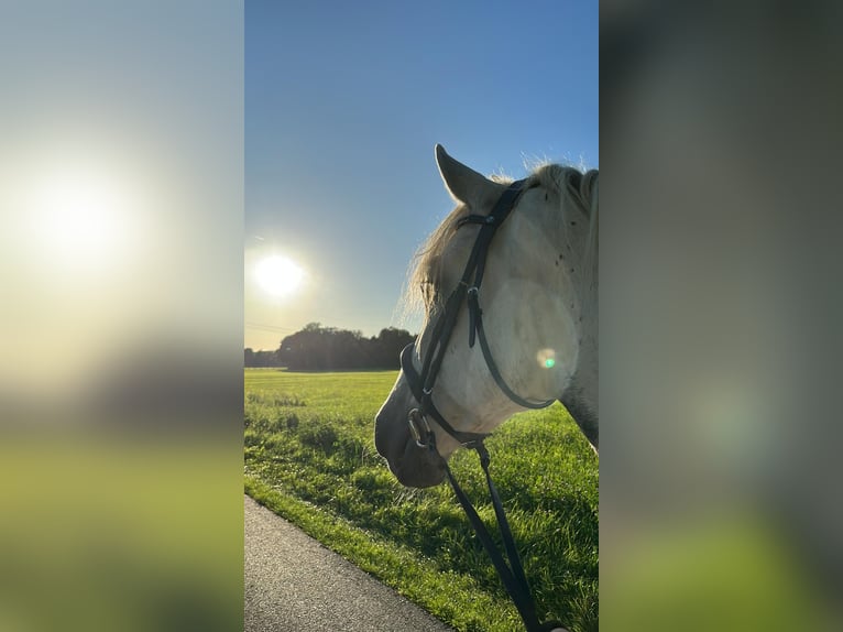 Sangre fría polaco Caballo castrado 13 años 160 cm Tordo rodado in Ebersburg