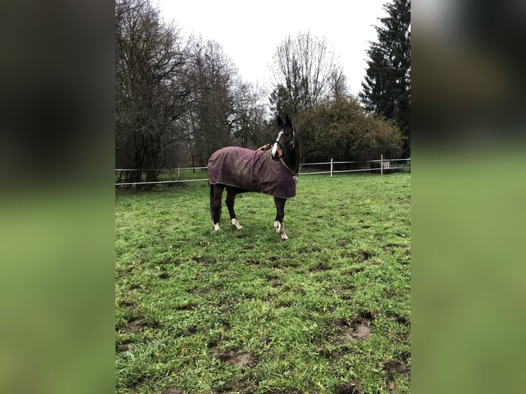 Sangre fría polaco Caballo castrado 17 años 165 cm Castaño in Groß-Umstadt