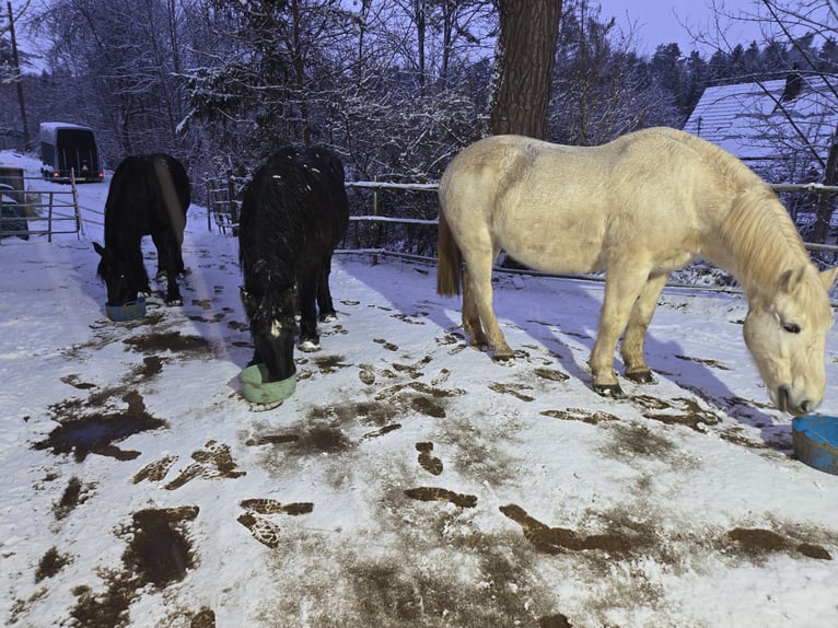 Sangre fría polaco Caballo castrado 22 años 170 cm Tordo in Schramberg