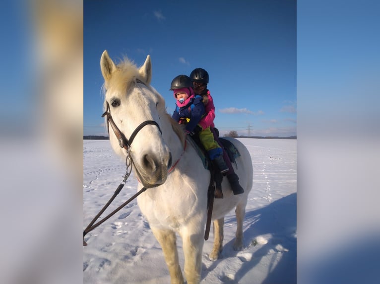 Sangre fría polaco Caballo castrado 22 años 170 cm Tordo in Schramberg