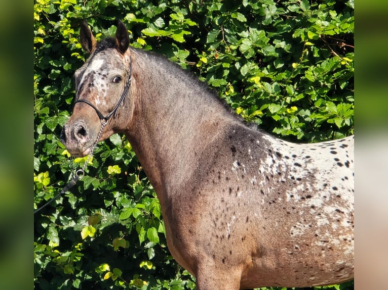 Sangre fría polaco Caballo castrado 2 años 161 cm Atigrado/Moteado in Weert