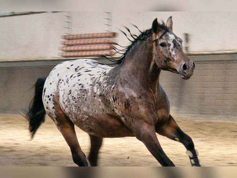 Sangre fría polaco Caballo castrado 2 años 161 cm Atigrado/Moteado in Weert