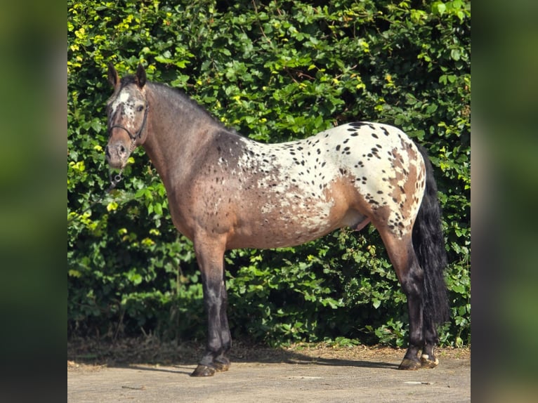 Sangre fría polaco Caballo castrado 2 años 161 cm Atigrado/Moteado in Weert